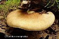 Crepidotus crocophyllus-amf717-1